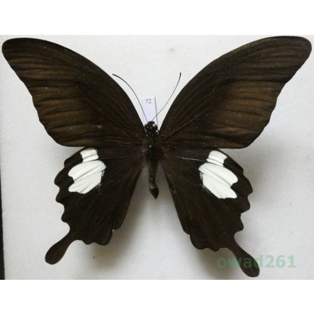 Papilio sataspes Felder & Felder, 1864 Indonesia, Sulawesi 103mm72